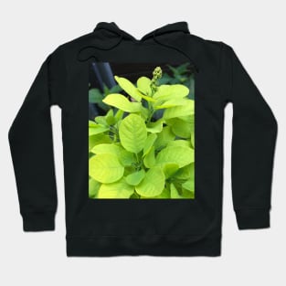 Forest Bathing with the Green Leaves of Our Beautiful Planet Hoodie